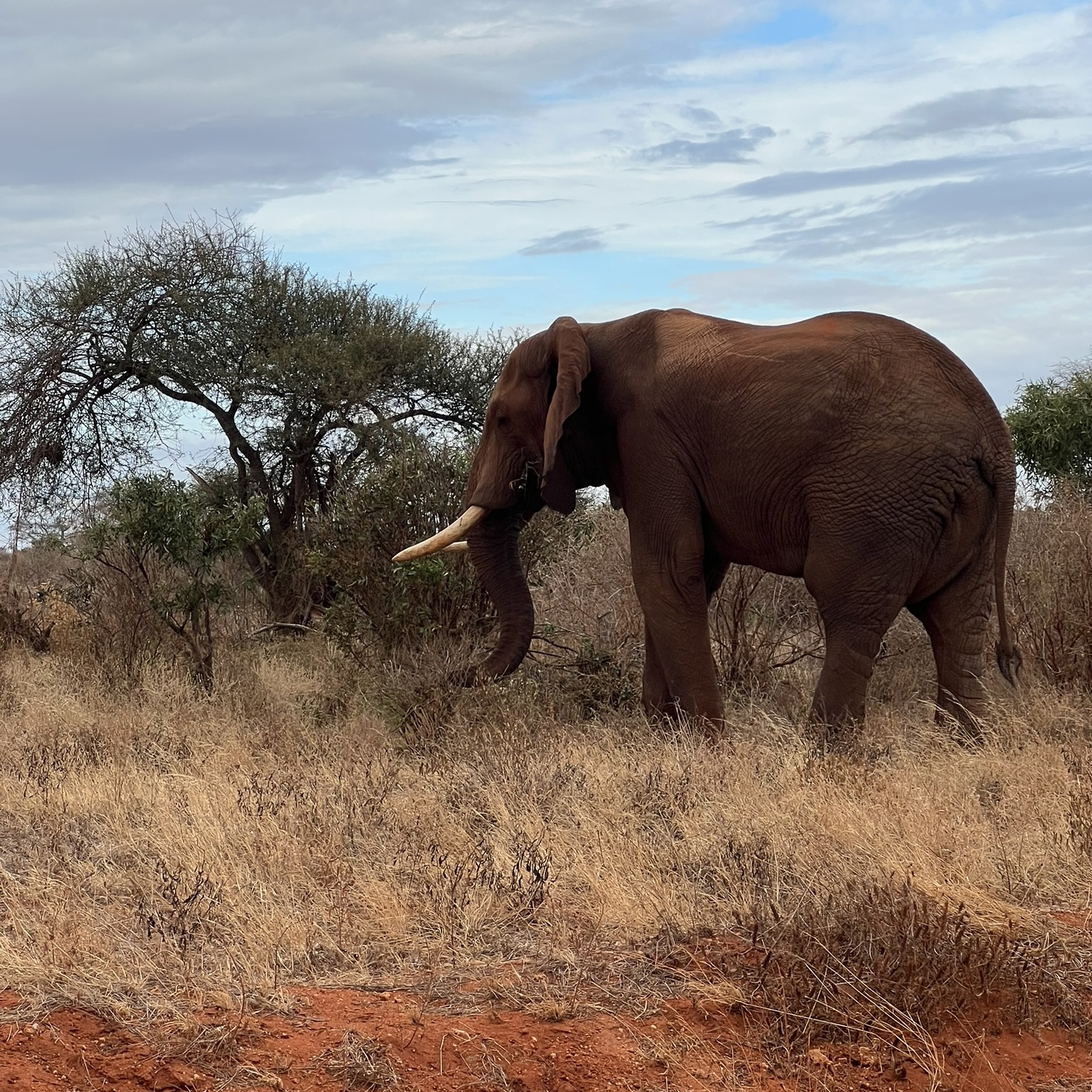 east tsavo